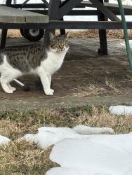 Found/Stray Unknown Cat last seen Old fallston rd , Fallston, MD 21047