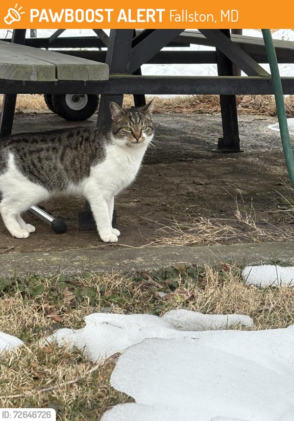 Found/Stray Unknown Cat last seen Old fallston rd , Fallston, MD 21047