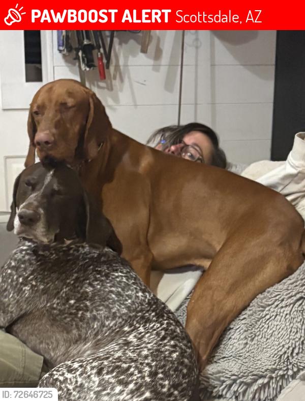 Lost Male Dog last seen 104th and Cholla, Scottsdale, AZ 85260