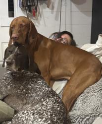 Lost Male Dog last seen 104th and Cholla, Scottsdale, AZ 85260