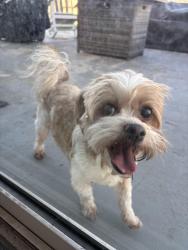 Found/Stray Male Dog last seen Arbodar, San Diego, CA 92154