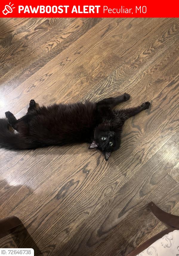 Lost Male Cat last seen 211th st, Peculiar, MO 64078