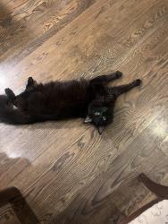 Lost Male Cat last seen 211th st, Peculiar, MO 64078