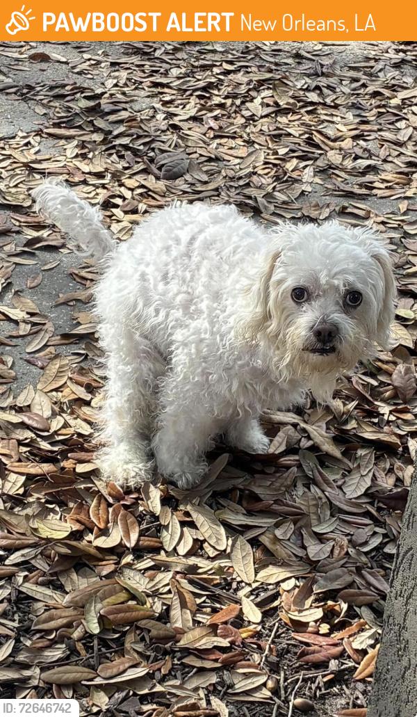 Found/Stray Male Dog last seen N Johnson and Bayou Road. Near Old Road coffee, New Orleans, LA 70119