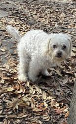 Found/Stray Male Dog last seen N Johnson and Bayou Road. Near Old Road coffee, New Orleans, LA 70119