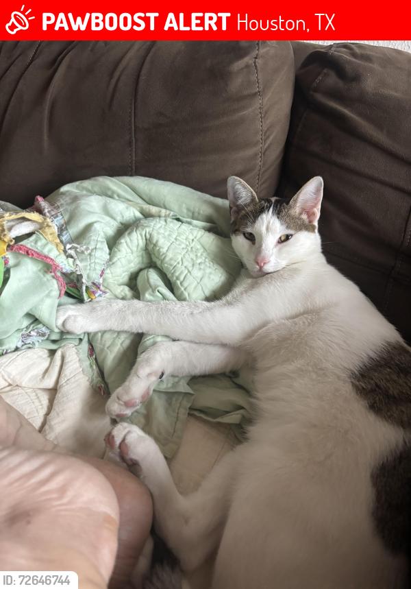 Lost Male Cat last seen Willow lake by Kroger off west and the beltway , Houston, TX 77064