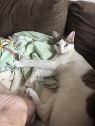 Lost Male Cat last seen Willow lake by Kroger off west and the beltway , Houston, TX 77064