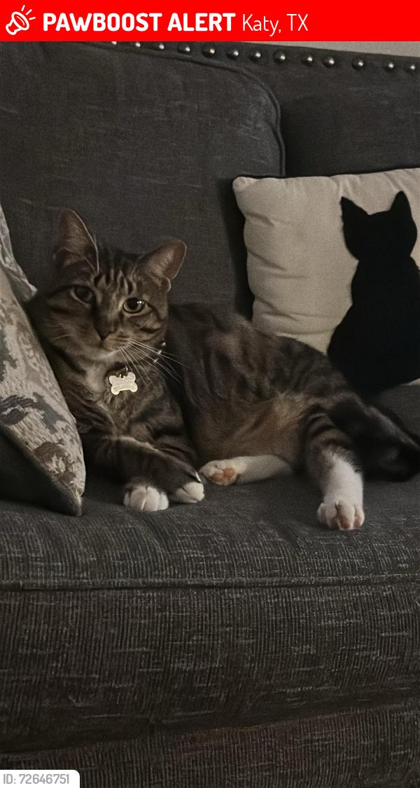 Lost Male Cat last seen Near Borelli drive, Katy, TX 77493