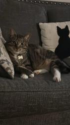 Lost Male Cat last seen Near Borelli drive, Katy, TX 77493