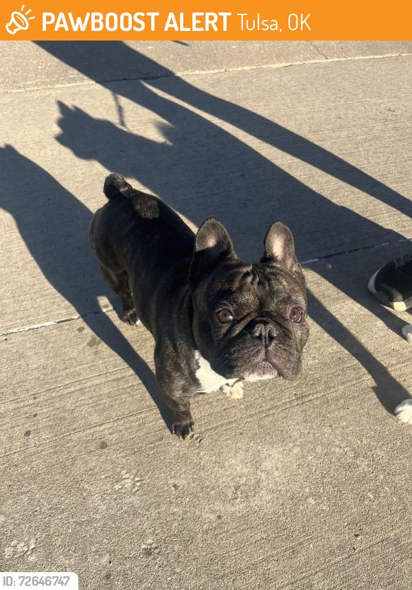 Found/Stray Male Dog last seen McDonald’s on Harvard and 15th, Tulsa, OK 74112