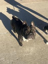 Found/Stray Male Dog last seen McDonald’s on Harvard and 15th, Tulsa, OK 74112
