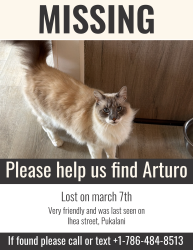 Lost Male Cat last seen Ihea place pukalani, Pukalani, HI 96768