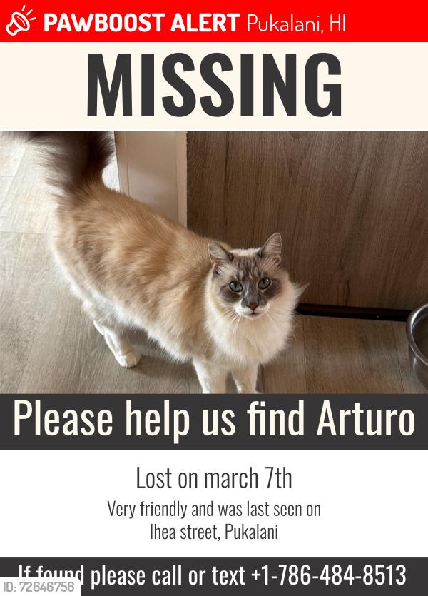 Lost Male Cat last seen Ihea place pukalani, Pukalani, HI 96768
