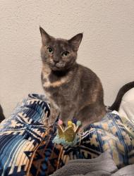 Lost Female Cat last seen Rotary Park, Morehead City, NC 28557