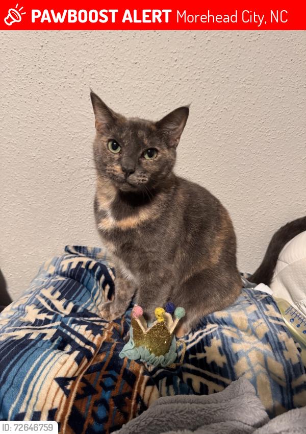 Lost Female Cat last seen Rotary Park, Morehead City, NC 28557