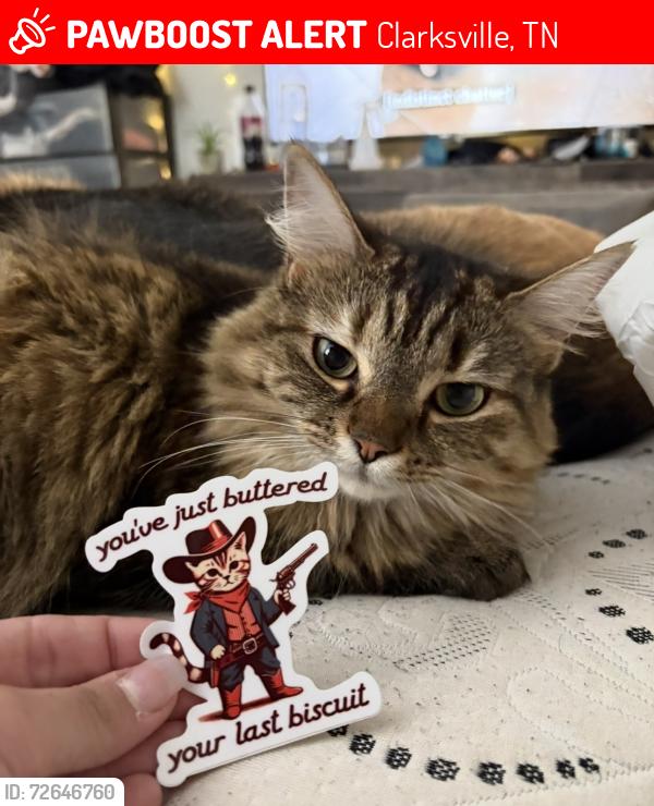 Lost Female Cat last seen Airport Rd / Clarksville airport , Clarksville, TN 37042