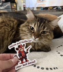 Lost Female Cat last seen Airport Rd / Clarksville airport , Clarksville, TN 37042