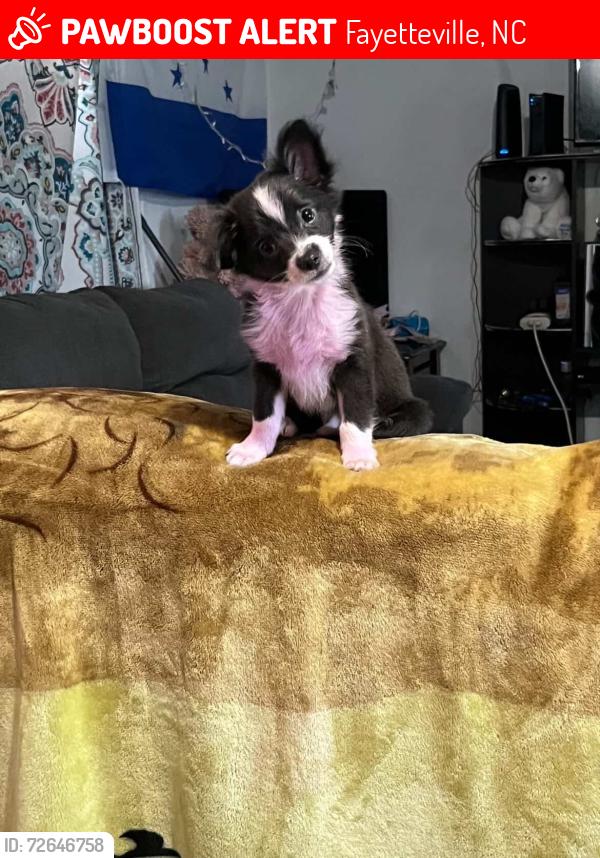 Lost Unknown Dog last seen NC, Fayetteville, NC 28306