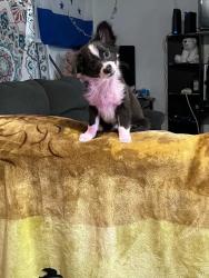 Lost Unknown Dog last seen NC, Fayetteville, NC 28306