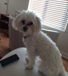 Lost Male Dog last seen Enclave cir, Fultondale, AL 35068