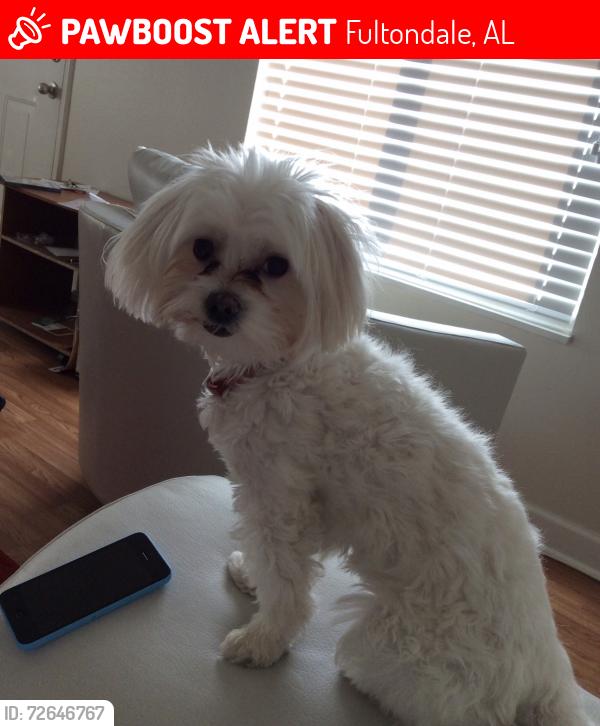 Lost Male Dog last seen Enclave cir, Fultondale, AL 35068