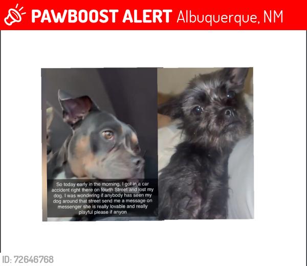 Lost Female Dog last seen Indian School and 4th st, Albuquerque, NM 87102