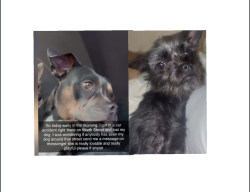 Lost Female Dog last seen Indian School and 4th st, Albuquerque, NM 87102