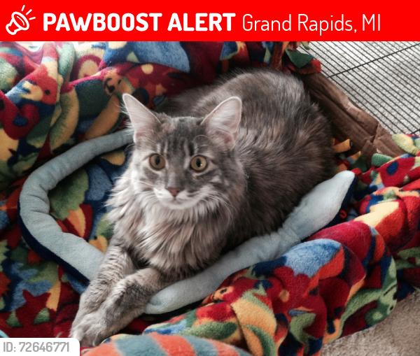 Lost Female Cat last seen Kent County Animal Shelter, Grand Rapids, MI 49503