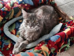 Lost Female Cat last seen Kent County Animal Shelter, Grand Rapids, MI 49503