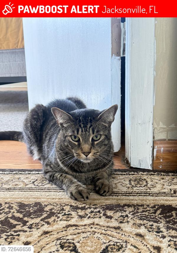 Lost Male Cat last seen Oceanway elementary school , Jacksonville, FL 32218