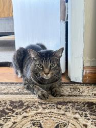 Lost Male Cat last seen Oceanway elementary school , Jacksonville, FL 32218