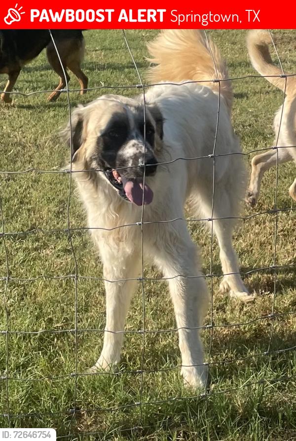 Lost Male Dog last seen Old Springtown Road & Mill Road, Springtown, TX 76082