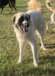 Lost Male Dog last seen Old Springtown Road & Mill Road, Springtown, TX 76082