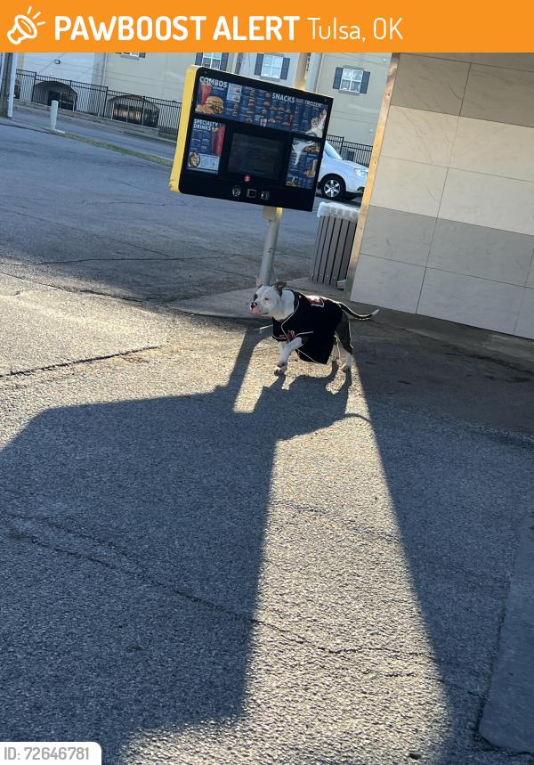 Found/Stray Unknown Dog last seen Sonic, Tulsa, OK 74115