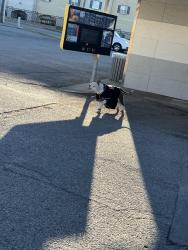 Found/Stray Unknown Dog last seen Sonic, Tulsa, OK 74115