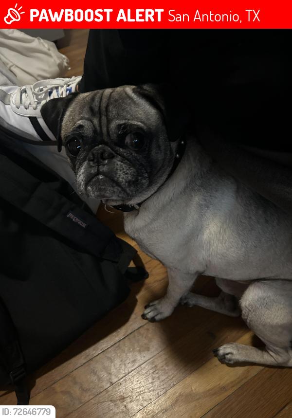 Lost Male Dog last seen Nash blvd and pecan valley , San Antonio, TX 78223