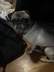 Lost Male Dog last seen Nash blvd and pecan valley , San Antonio, TX 78223