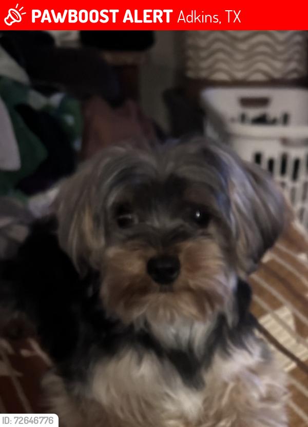 Lost Male Dog last seen Salem Sayers Church/school, Adkins, TX 78101