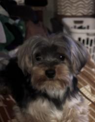 Lost Male Dog last seen Salem Sayers Church/school, Adkins, TX 78101