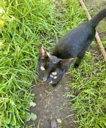 Found/Stray Unknown Cat last seen 13th St & U St, Sacramento, CA 95818
