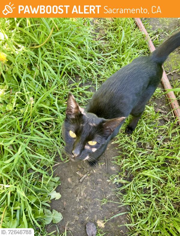 Found/Stray Unknown Cat last seen 13th St & U St, Sacramento, CA 95818