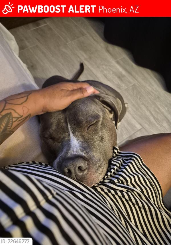 Lost Female Dog last seen Near N Black Canyon hwy 85051, Phoenix, AZ 85051