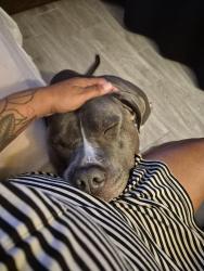 Lost Female Dog last seen Near N Black Canyon hwy 85051, Phoenix, AZ 85051