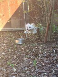 Found/Stray Unknown Dog last seen south wolfe road, sunnyvale, Sunnyvale, CA 94086