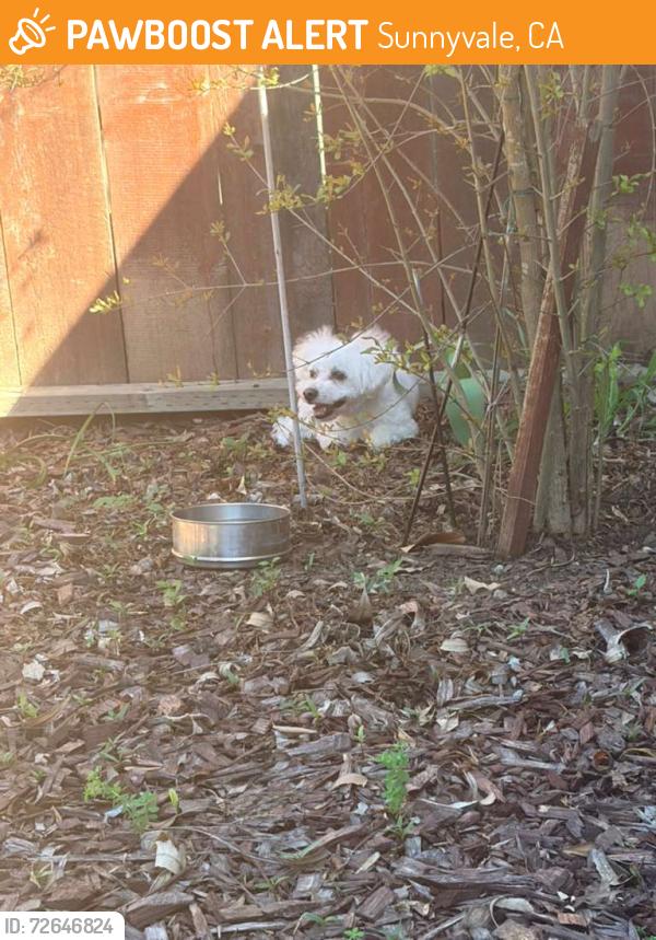 Found/Stray Unknown Dog last seen south wolfe road, sunnyvale, Sunnyvale, CA 94086