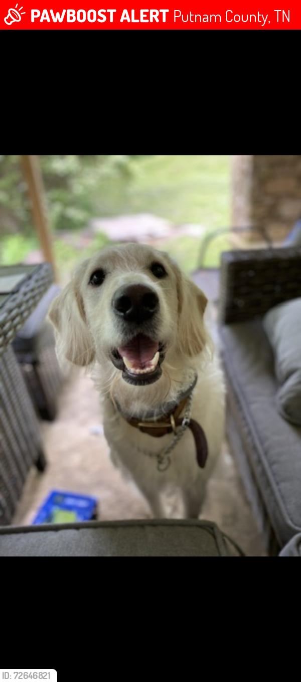 Lost Male Dog last seen Poplar Grove/Rocky Point, Putnam County, TN 38506