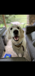 Lost Male Dog last seen Poplar Grove/Rocky Point, Putnam County, TN 38506