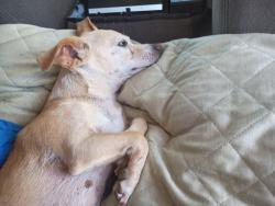 Lost Female Dog last seen 5st and baker, Ontario, CA 91761