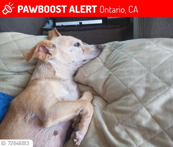 Lost Female Dog last seen 5st and baker, Ontario, CA 91761
