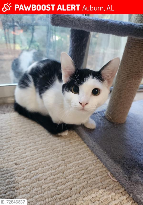 Lost Female Cat last seen Yard 553 sundilla ct, auburn al, Auburn, AL 36830
